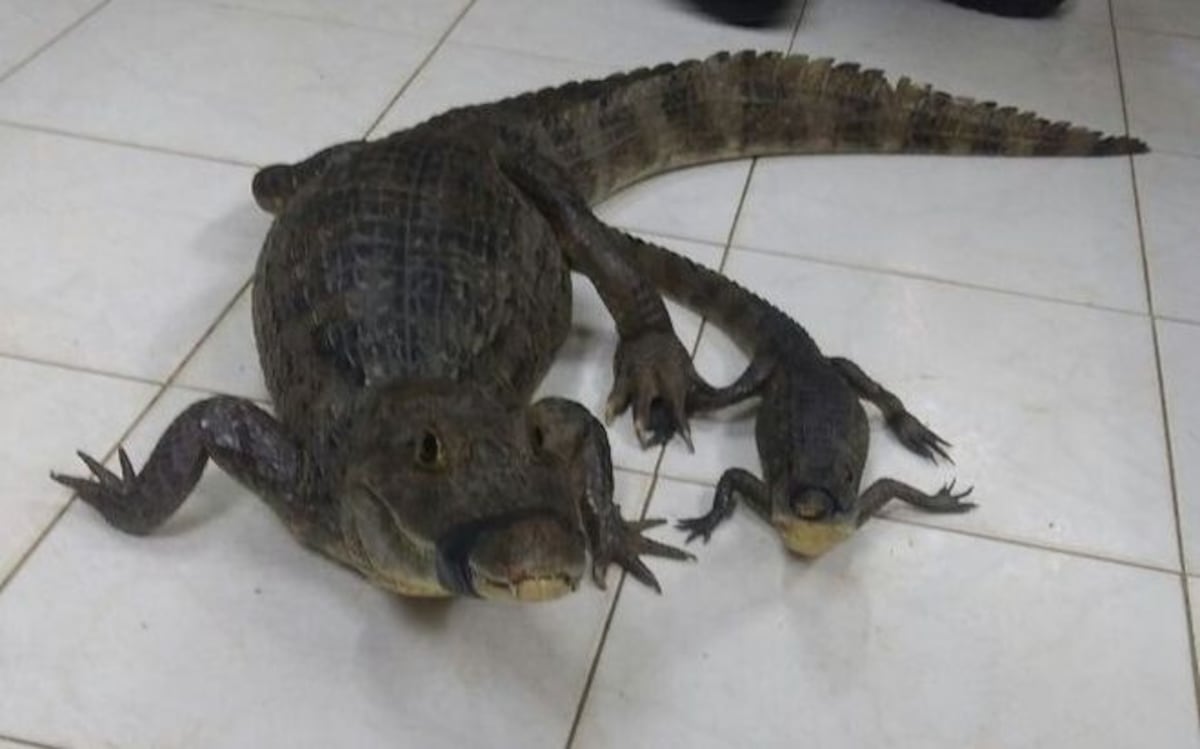 Rescatan a cocodrilo y a su cría detrás del  Colegio José Daniel Crespo