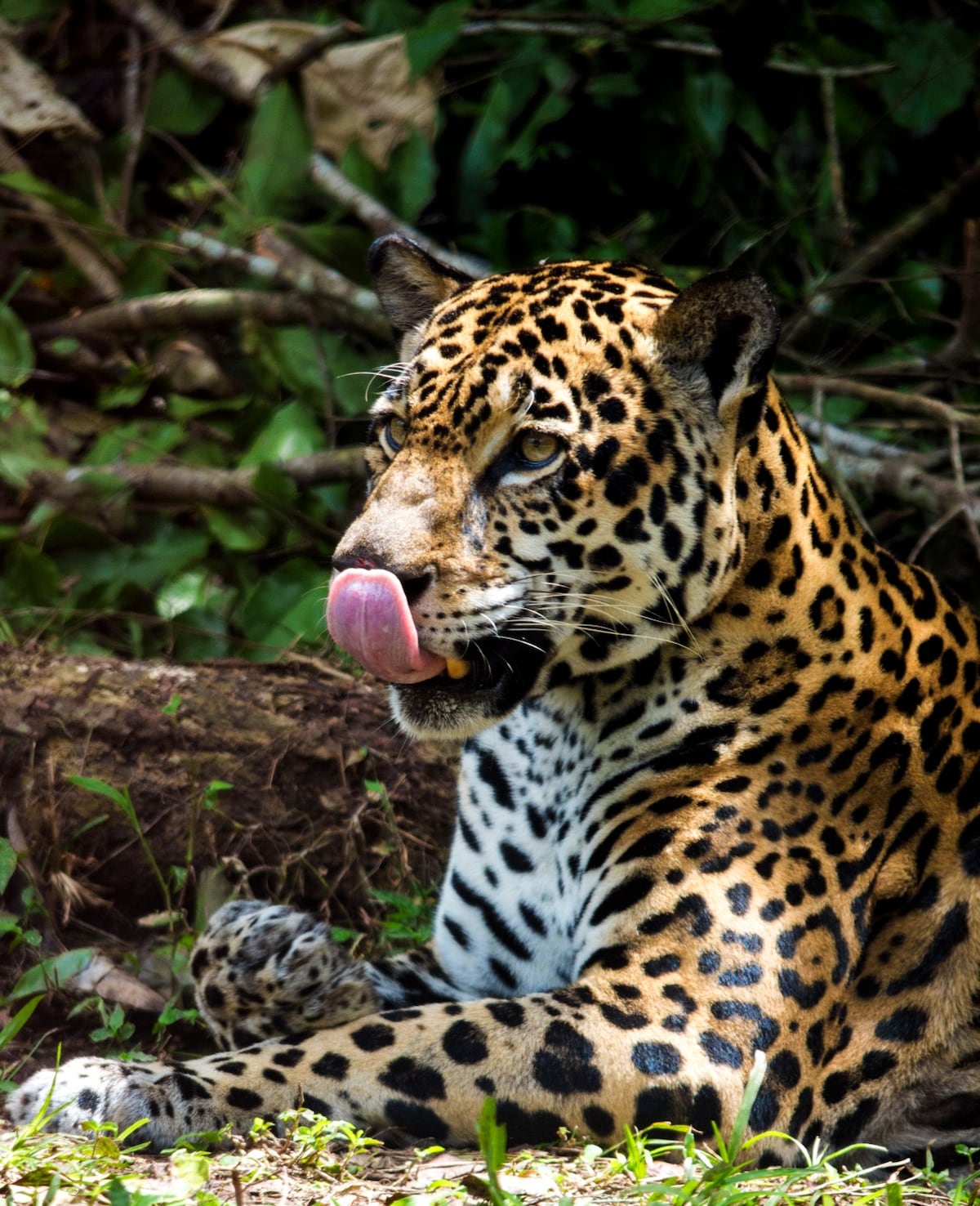 Panamá protege a sus felinos silvestres: seis especies clave para el equilibrio natural
