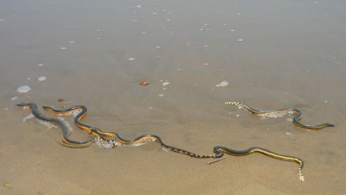 ¡UY! En Playa Monagre elevan la bandera roja por presencia de culebras