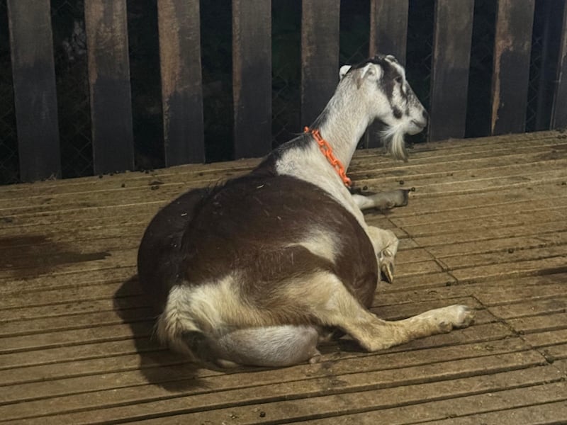 MIDA reporta histórico nacimiento de quíntuples caprinos mediante inseminación artificial