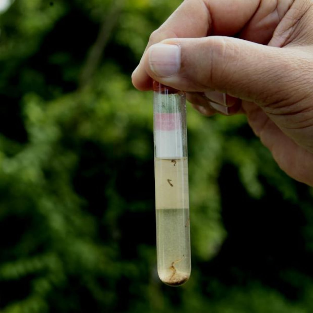 Una mujer de la Comarca Ngäbe Buglé es la tercera defunción por dengue en el país