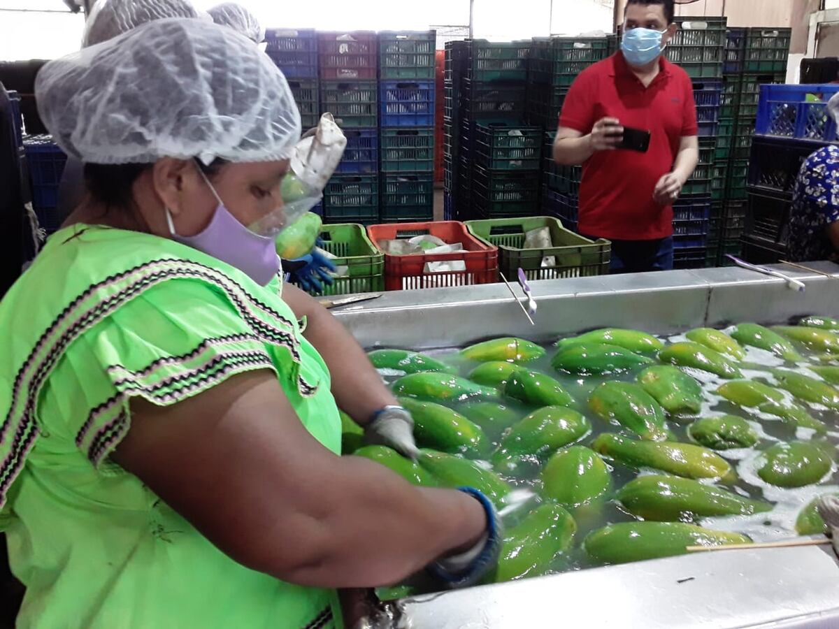 Meto. Ahora los gringos si comerán papayas chiricanas 
