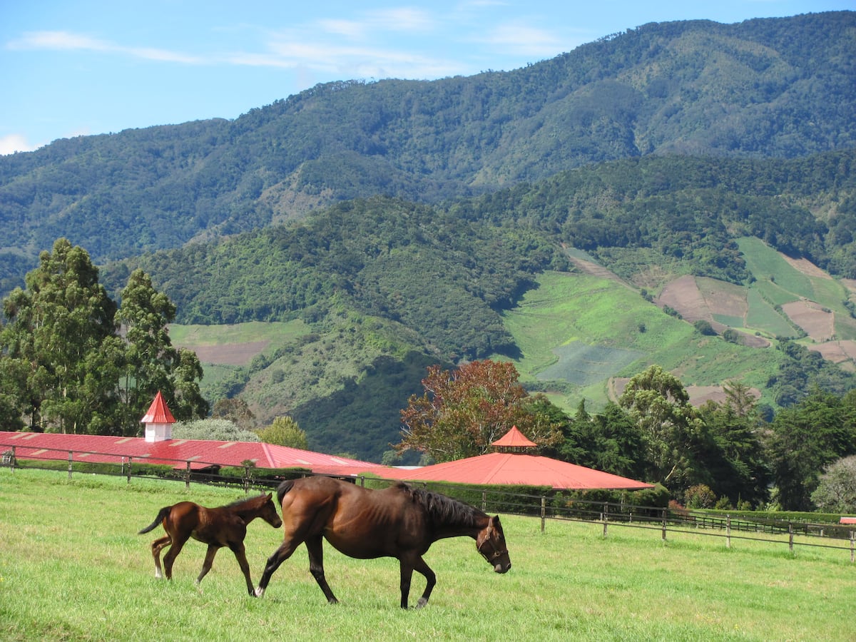 Harás Cerro Punta prende la pista: 32 potros a subasta este 25 de octubre