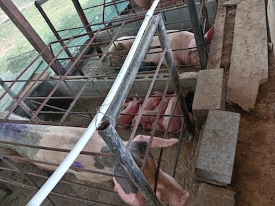 Producción de porcinos crece en Panamá Oeste con tips del MIDA y futura ingeniera