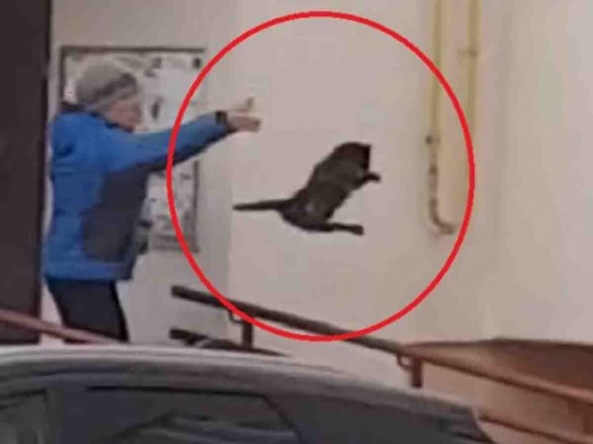 Mujer avienta un gato contra un alce para ahuyentarlo| VIDEO