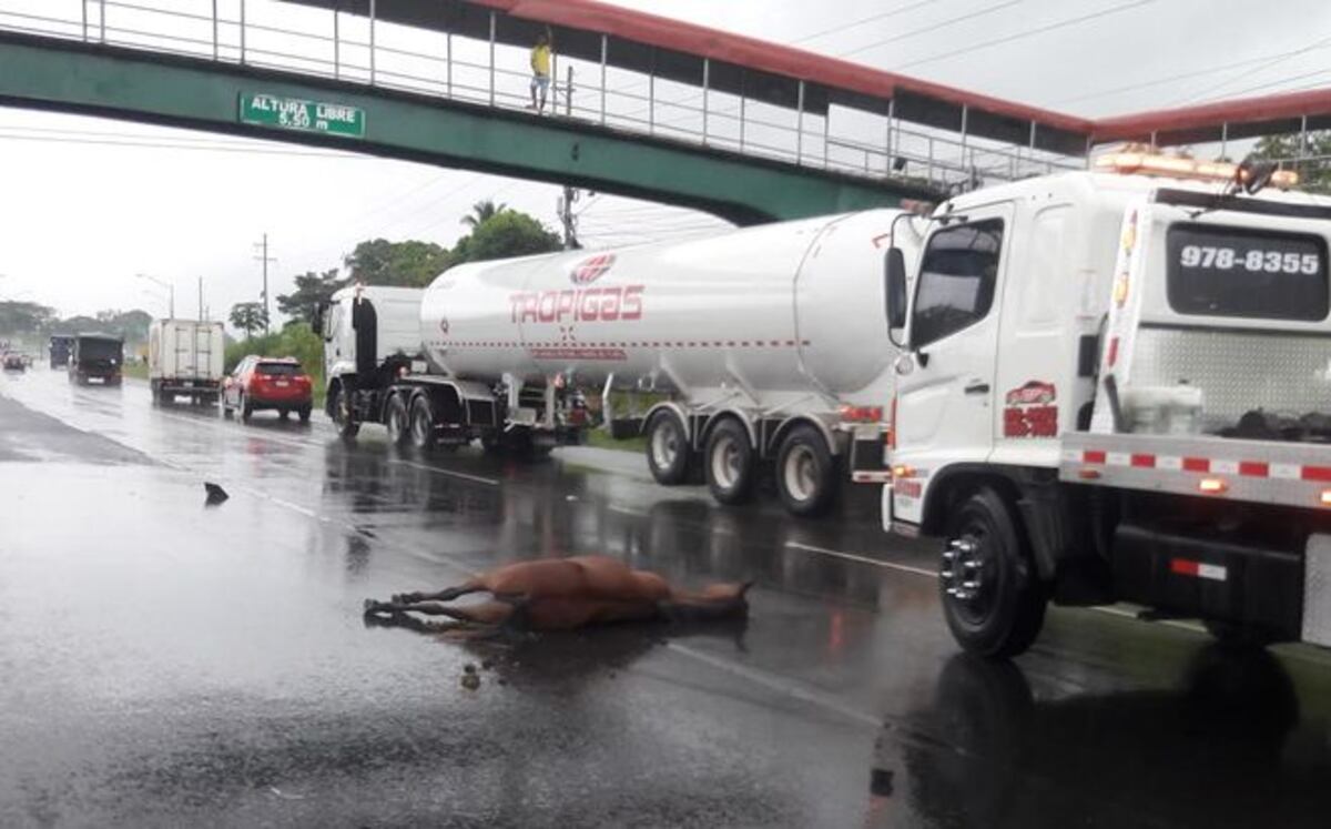 Caballo en soltura que provoca accidente de tránsito en La Chorrera