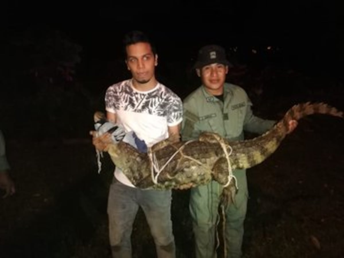 Capturan a enorme cocodrilo en Albrook. Tremendo susto