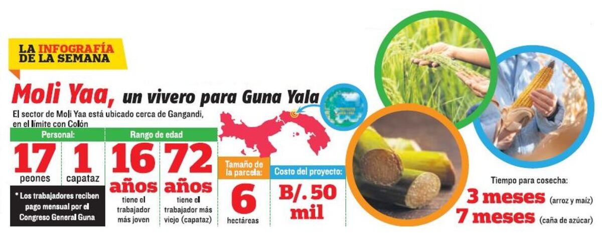 Gunas inician plan piloto para producir sus propias semillas de arroz, maíz y caña de azúcar