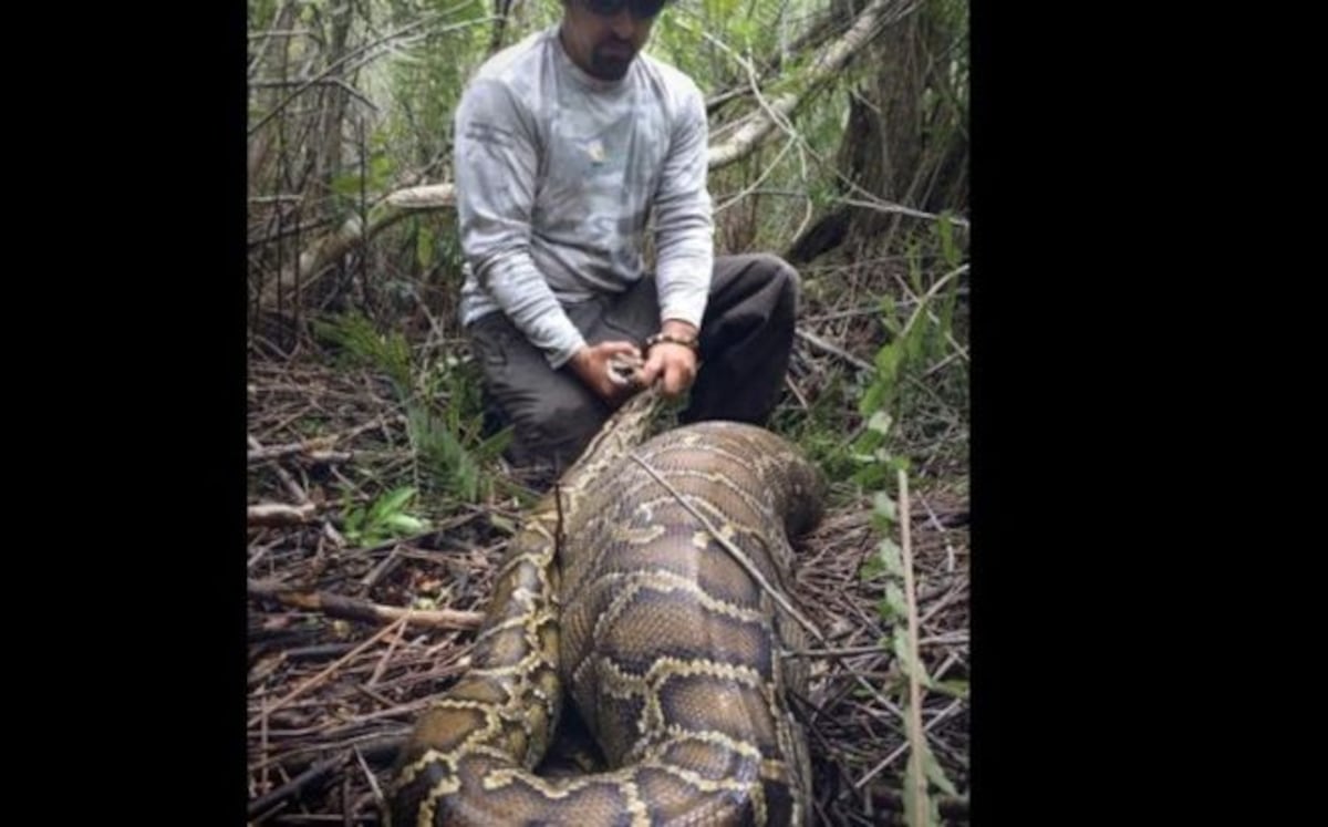 VIDEO| la serpiente tiene a un venado más pesado que ella en su  estómago 