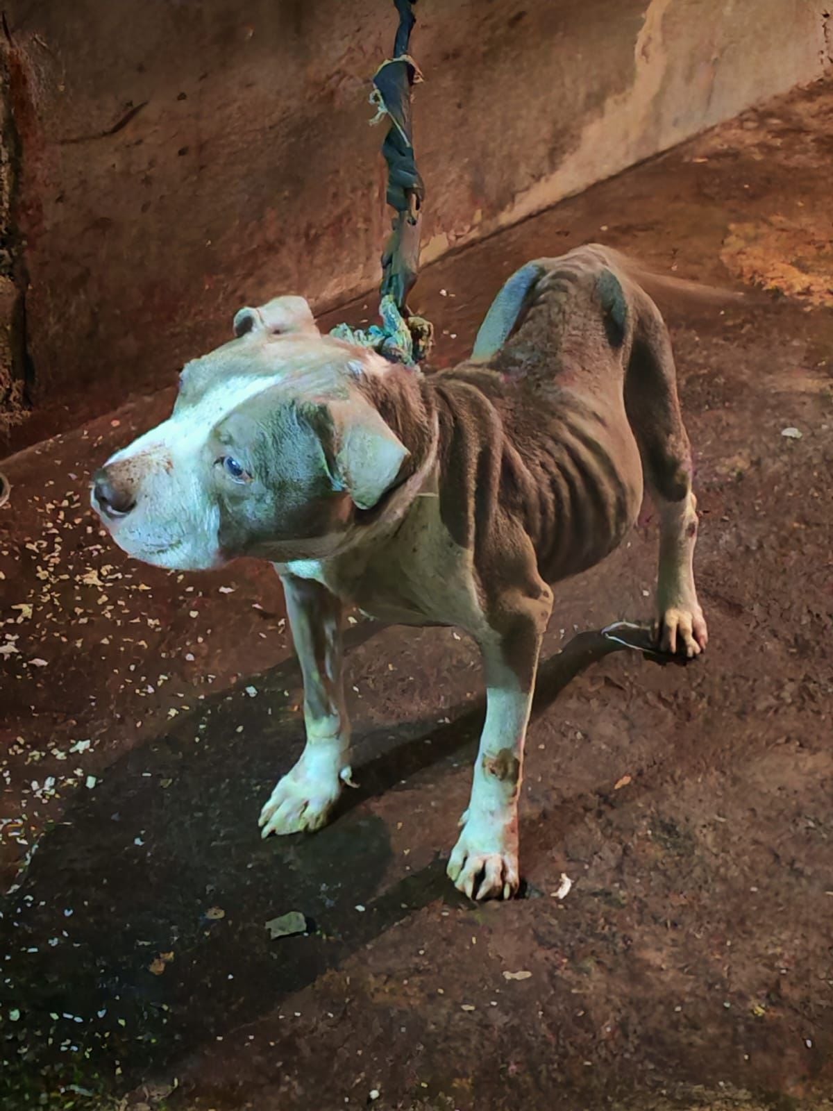 Rescate en Colón: hallan dos canes en estado crítico de abandono en Amador