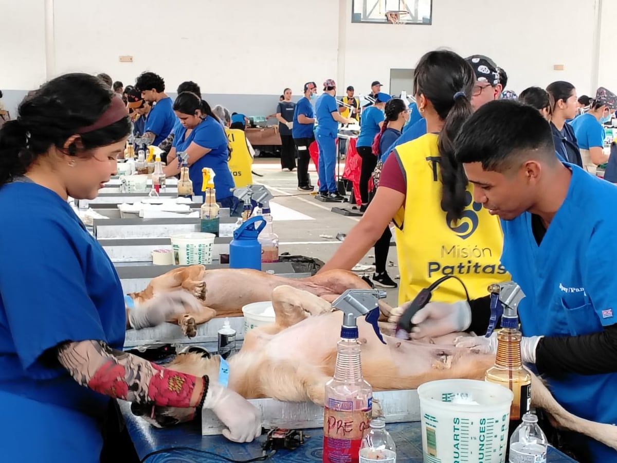 Más de mil mascotas fueron atendidas en jornada de esterilización en Veraguas