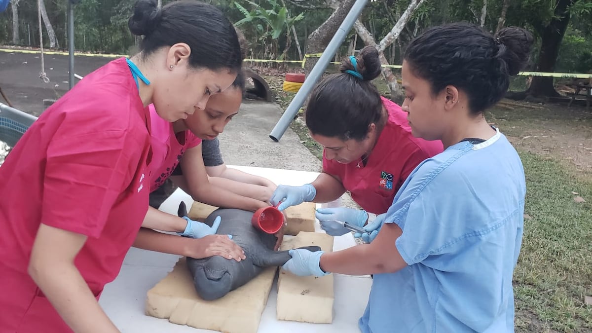 Manatí panameña rescatada estaba con cuadros de desnutrición. Esto es lo que harán con ella