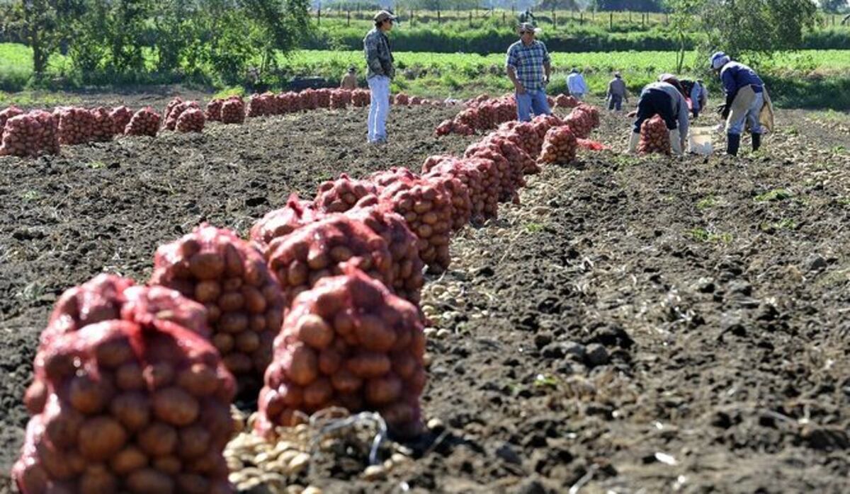 Productores temen por exceso de papa y zanahoria