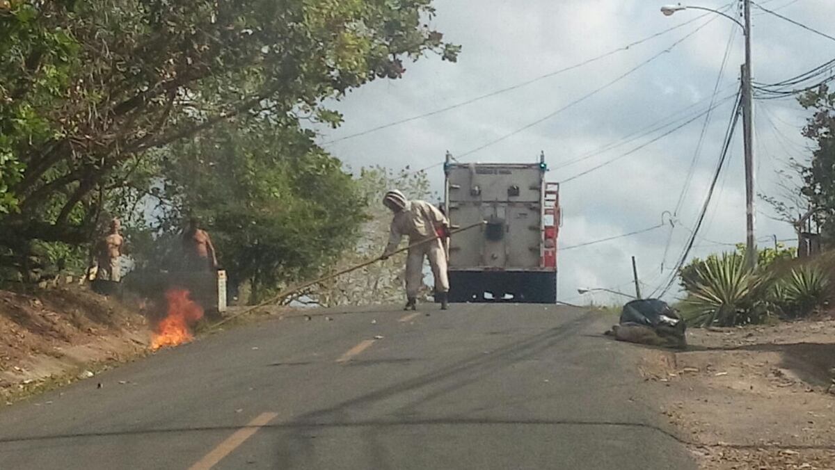 Ataques de abejas es la emergencia más atendida por bomberos