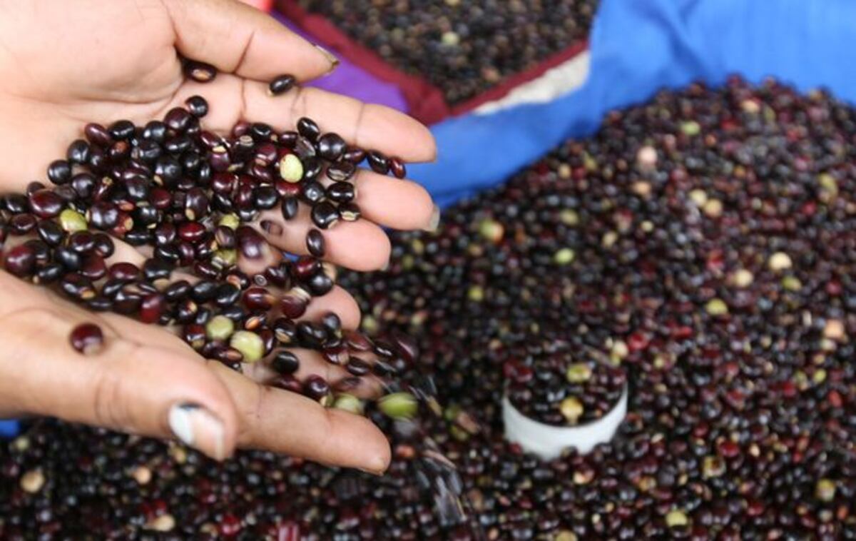 La importación de guandú mantiene la oferta barata para estas fechas navideñas