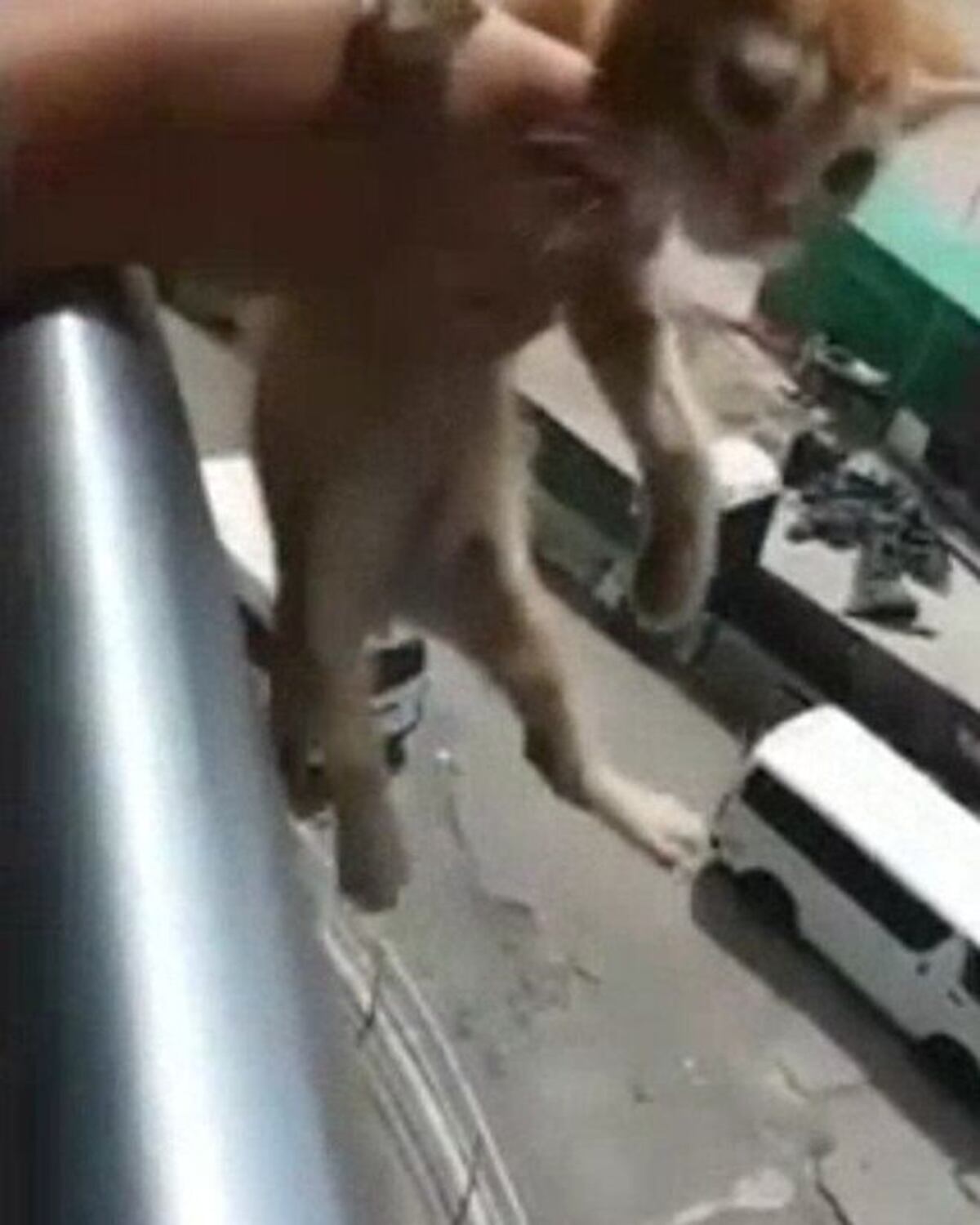 ALVARO ALVARADO INDIGNADO. Expulsan del colegio a estudiantes mata gatos