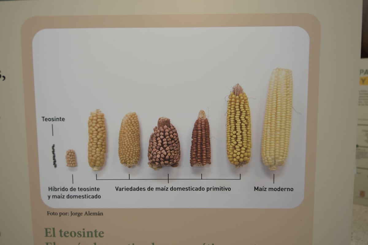 Exposición ‘El Maíz en Panamá’ : 500 años y Más