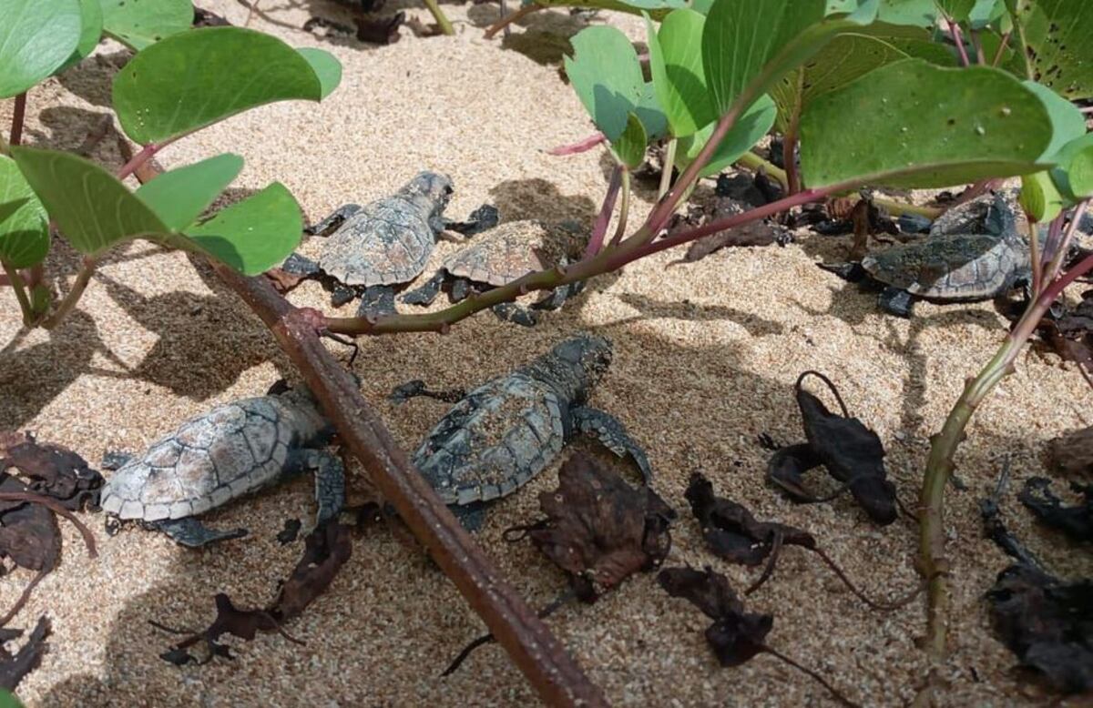 La isla Escudo de Veraguas, un lugar para la  investigación y conservación de las tortugas marinas