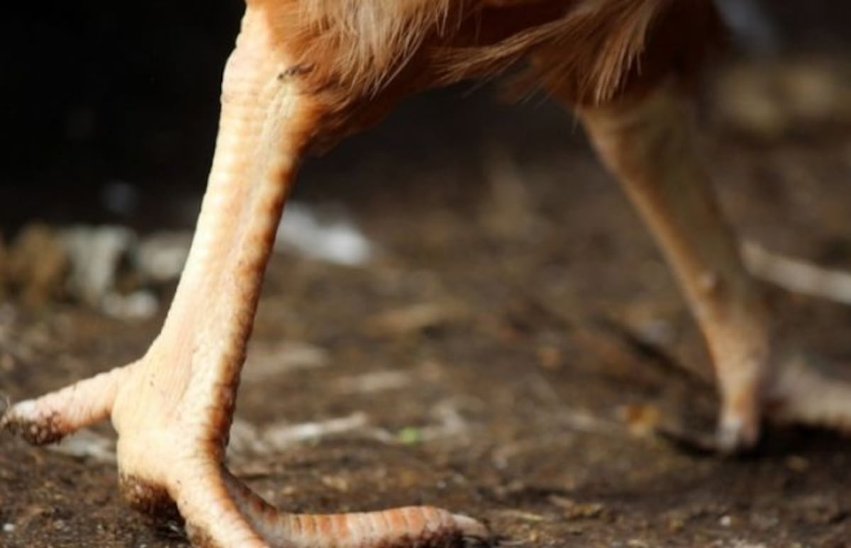 Una gallina lleva más de una semana viva sin cabeza (+Foto)