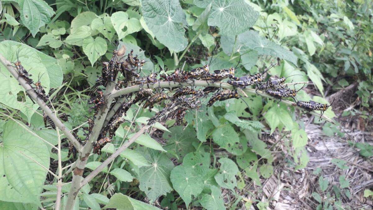 El país tiene que prepararse para enfrentar esta plaga de langosta de llegar a suelo panameño