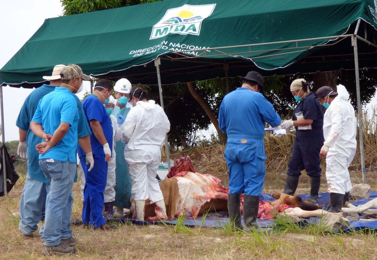 Sacrifican 60 reses por enfermedad en Coclé