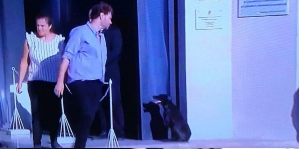 'Nala' la perrita de Emiliano Sala, futbolista fallecido, lo despide