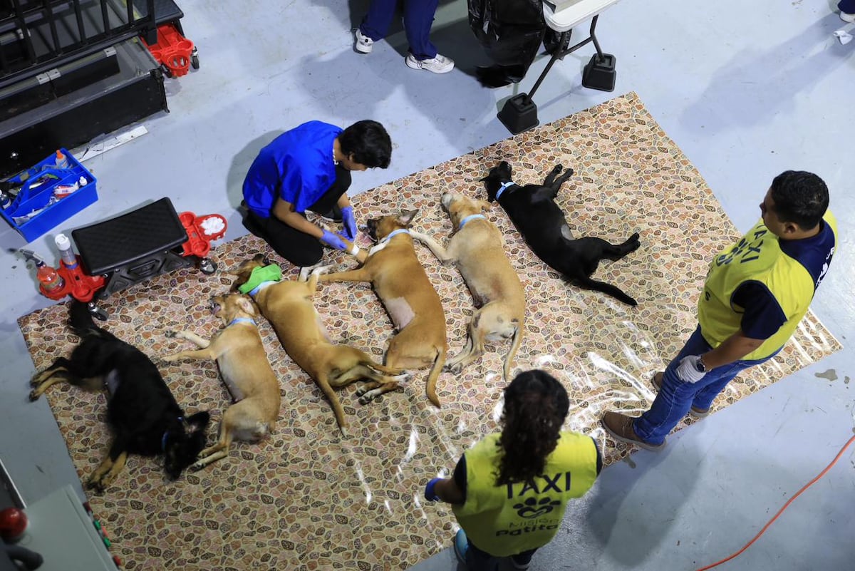Misión Patitas alcanza 20 mil esterilizaciones y avanza clínica veterinaria en Chiriquí