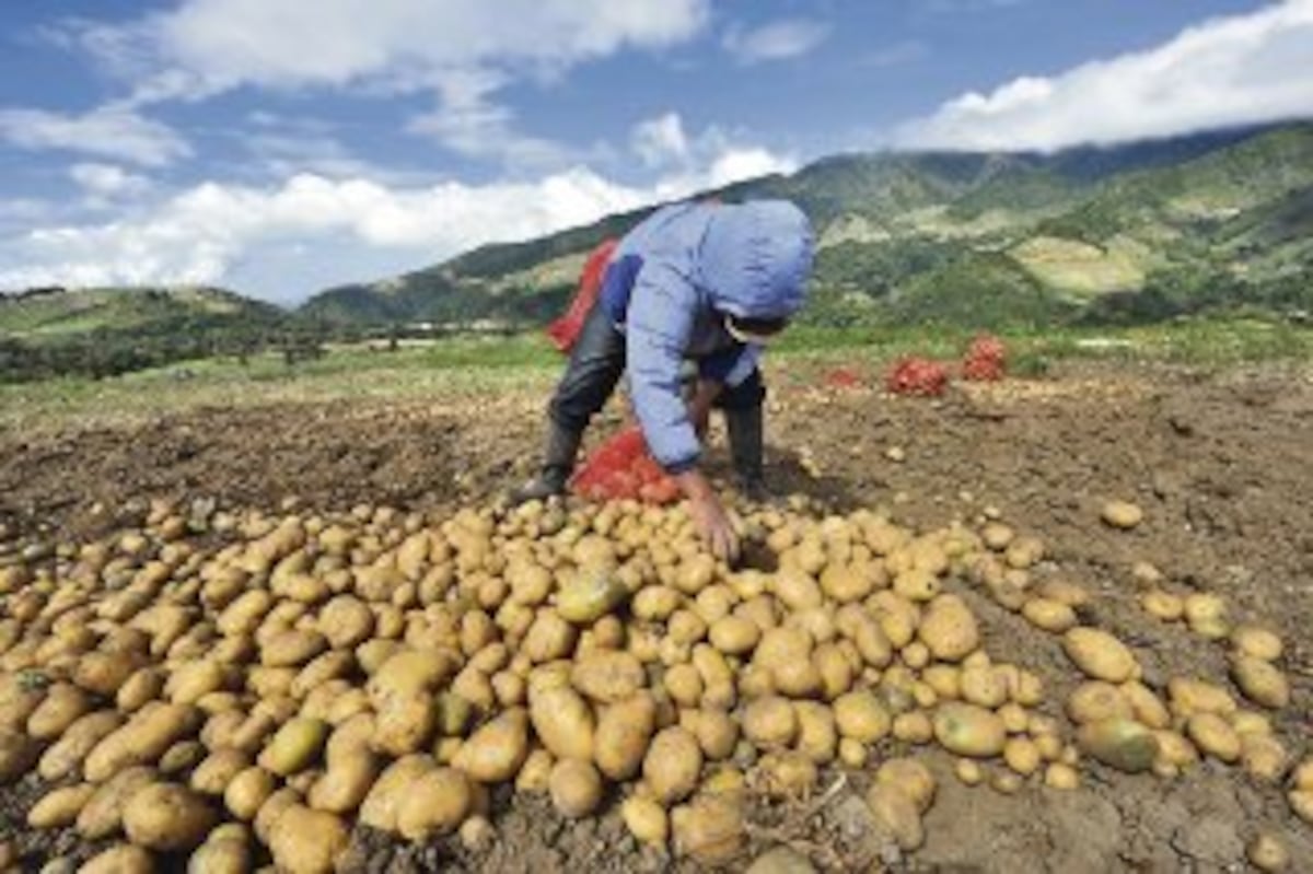 Minsa aclara que no ha autorizado ingreso al mercado nacional de papas vencidas