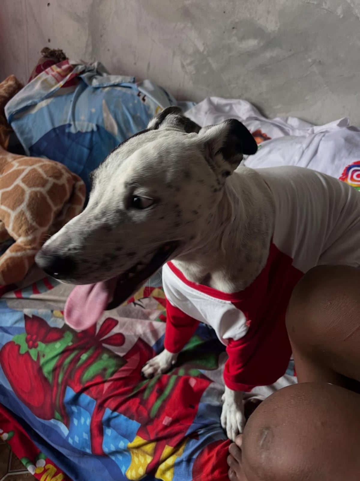 ¡Fiesta perruna! La Dikisima lo dio todo en el cumpleaños de su perro Diko Antonio
