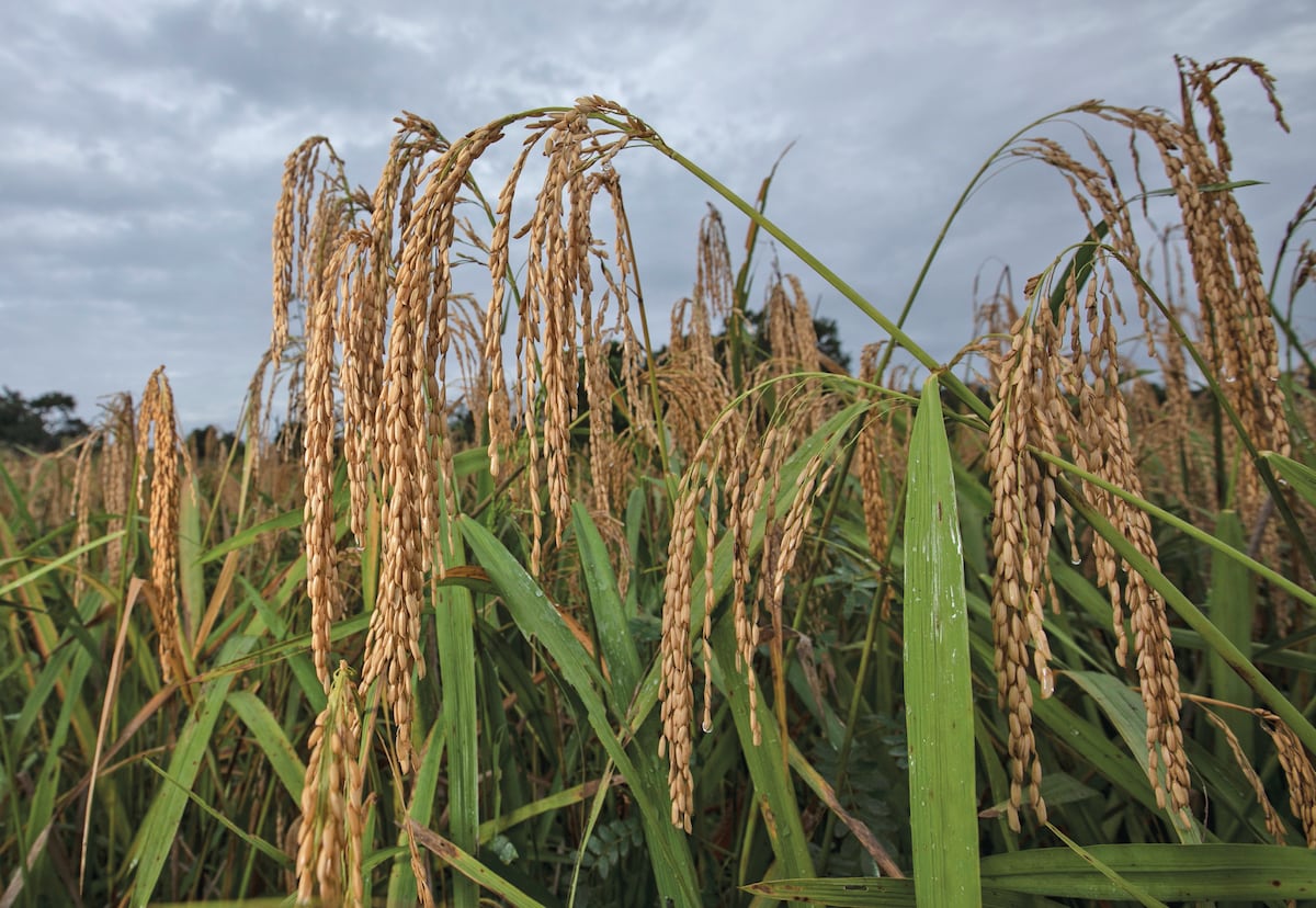 Para el 2023 programaron 90 mil hectáreas de siembra de arroz en Panamá