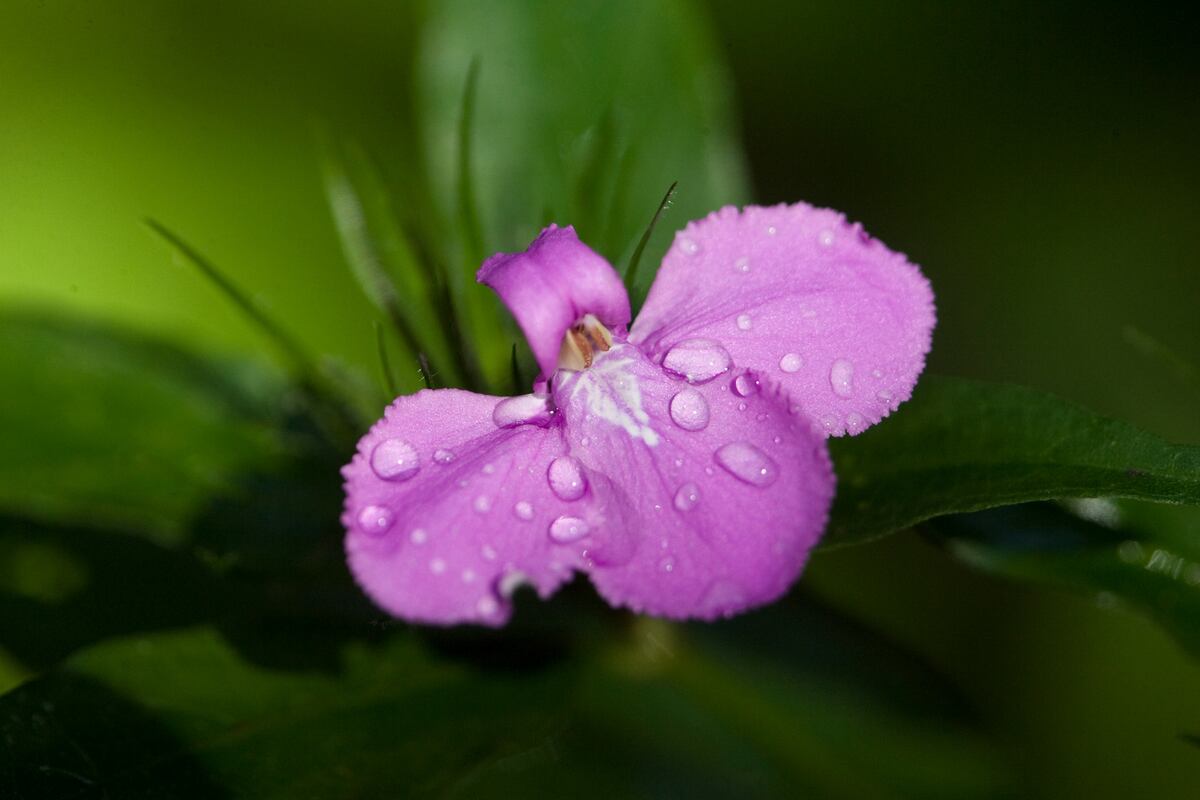 La riqueza natural que Panamá cuida con 18 parques