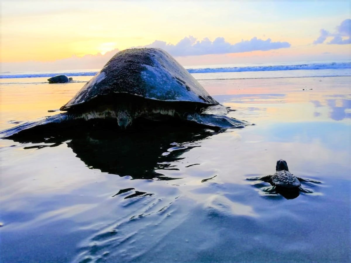 Iniciativa pretende proteger las tortugas marinas en Panamá