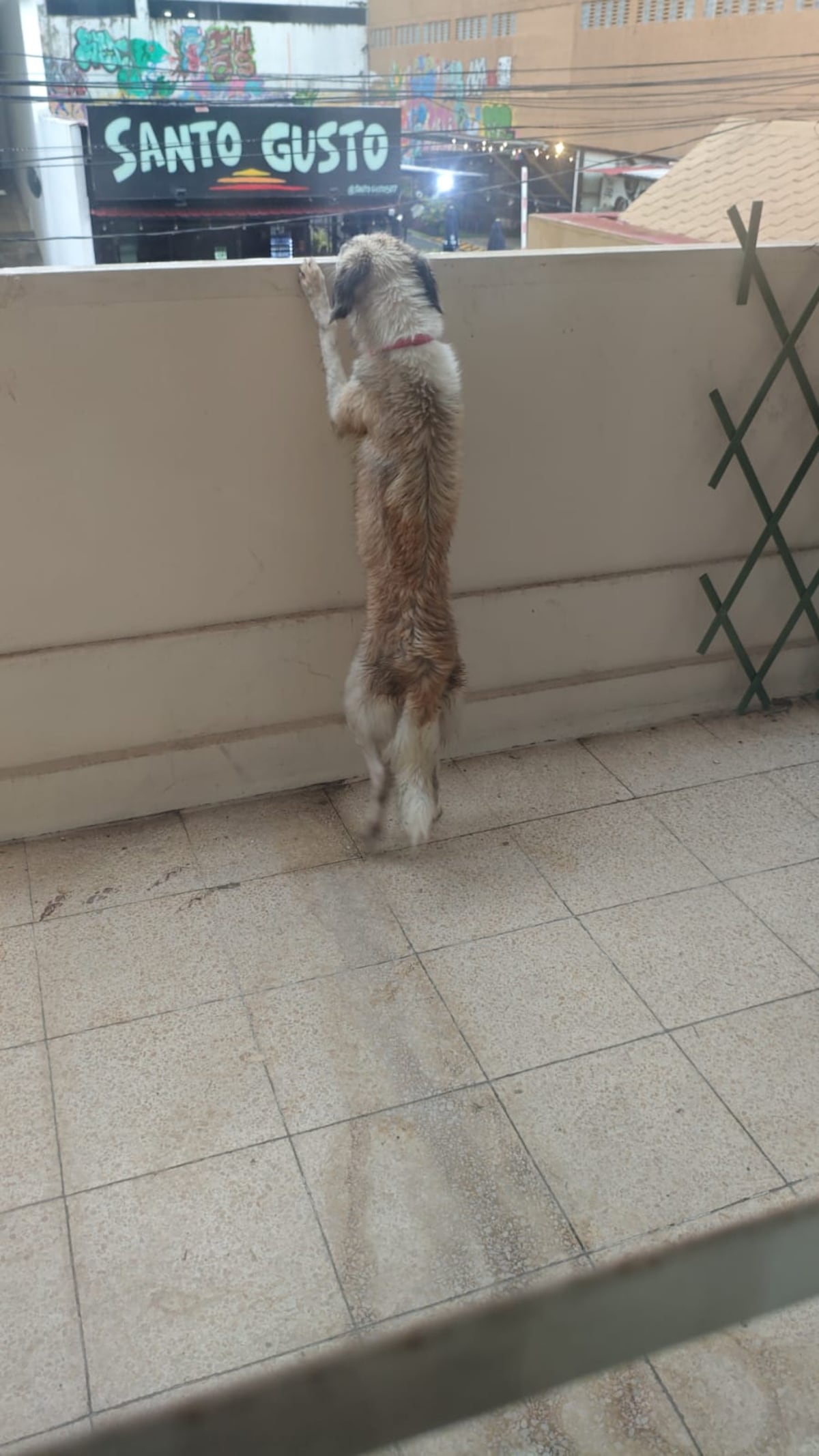 Cooper, la perrita que nadó con cocodrilos y escaló muros, volvió a su hogar en la playa tras una fuga épica