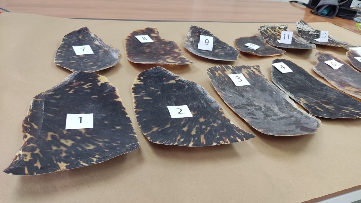 Decomisan 12 caparazones de tortuga Carey dentro de una encomienda, la ley prohíbe su caza