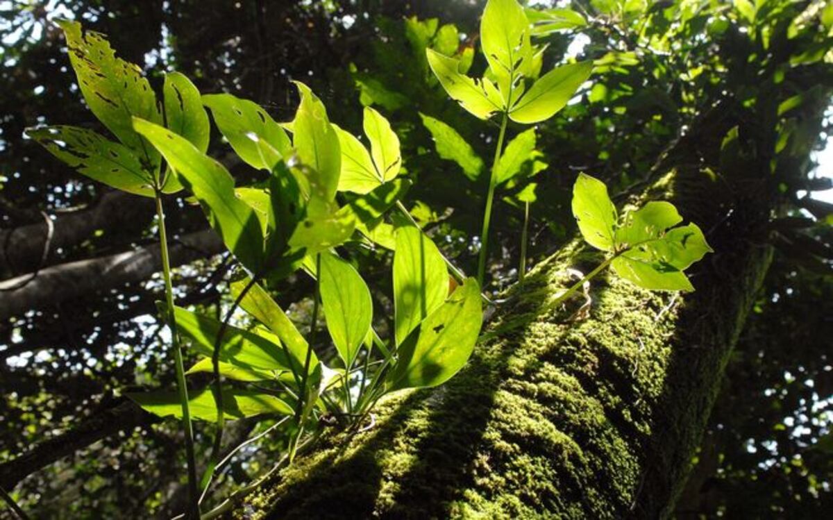 Papel de empresas en conservación de biodiversidad centrará foro en Panamá