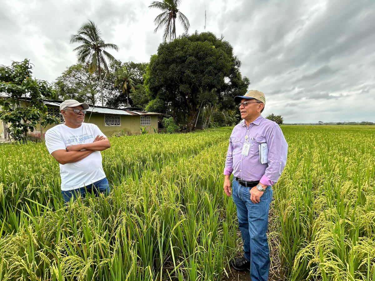 Lluvias en Veraguas afectan más de 37 hectáreas de arroz