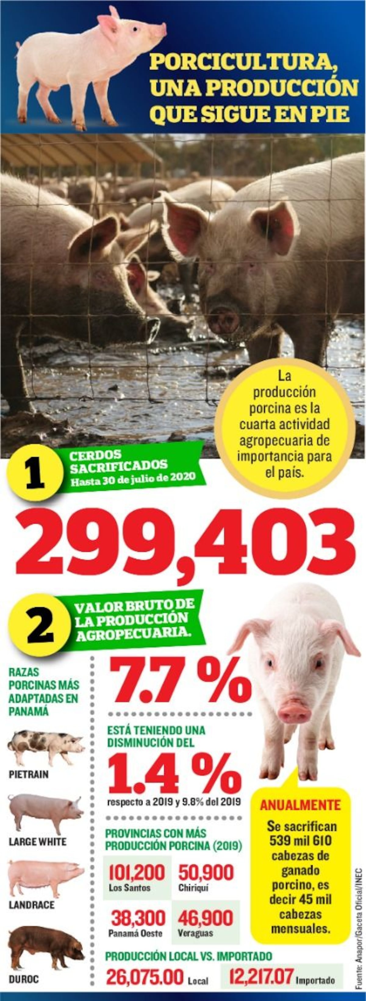Mi Agro: Veraguas es el cuarto productor de cerdos