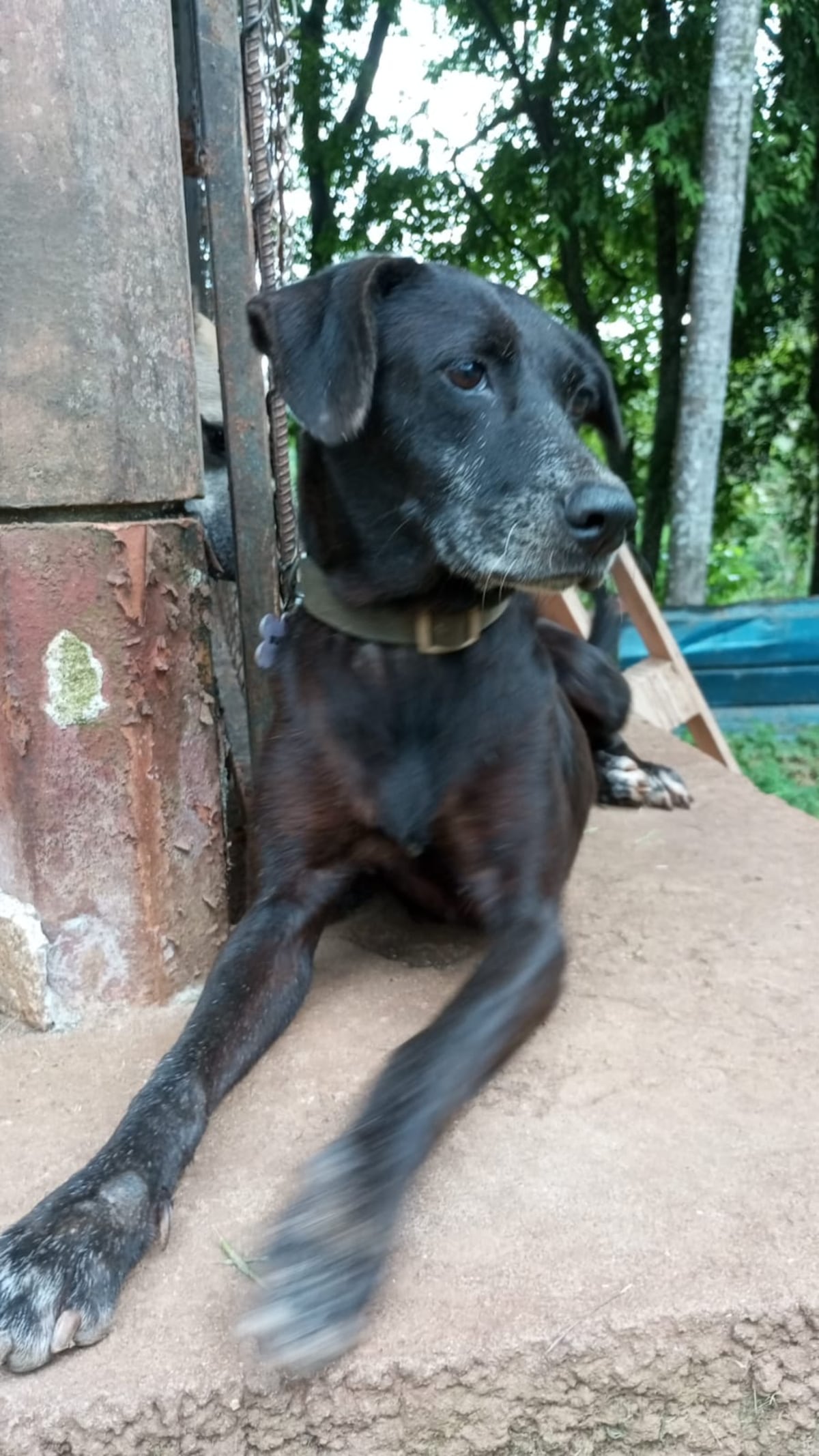 ‘No somos los malos del paseo’: Fundación se defiende tras denuncias por maltrato animal