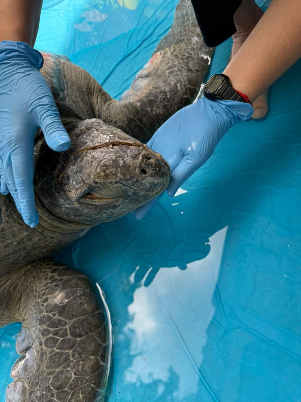 Tortuga verde es auxiliada tras sufrir graves heridas en Taboga