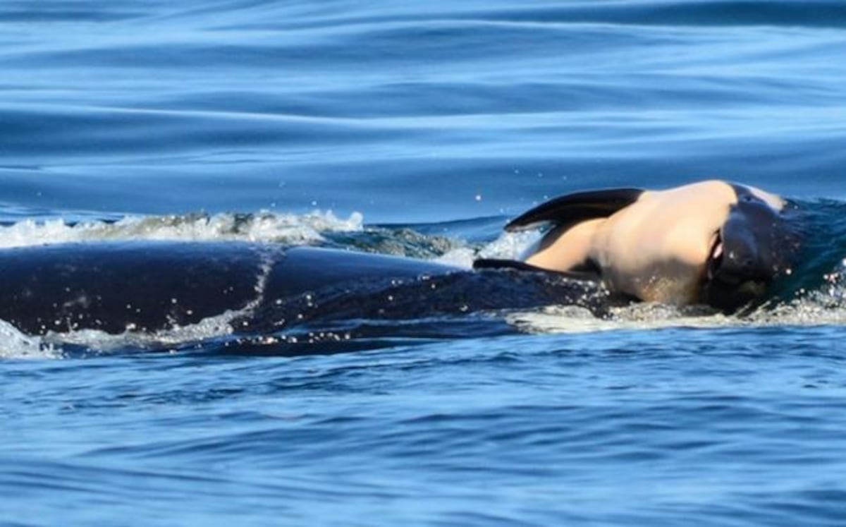 Orca suelta su cría muerta tras 17 días de duelo manteniéndola a flote