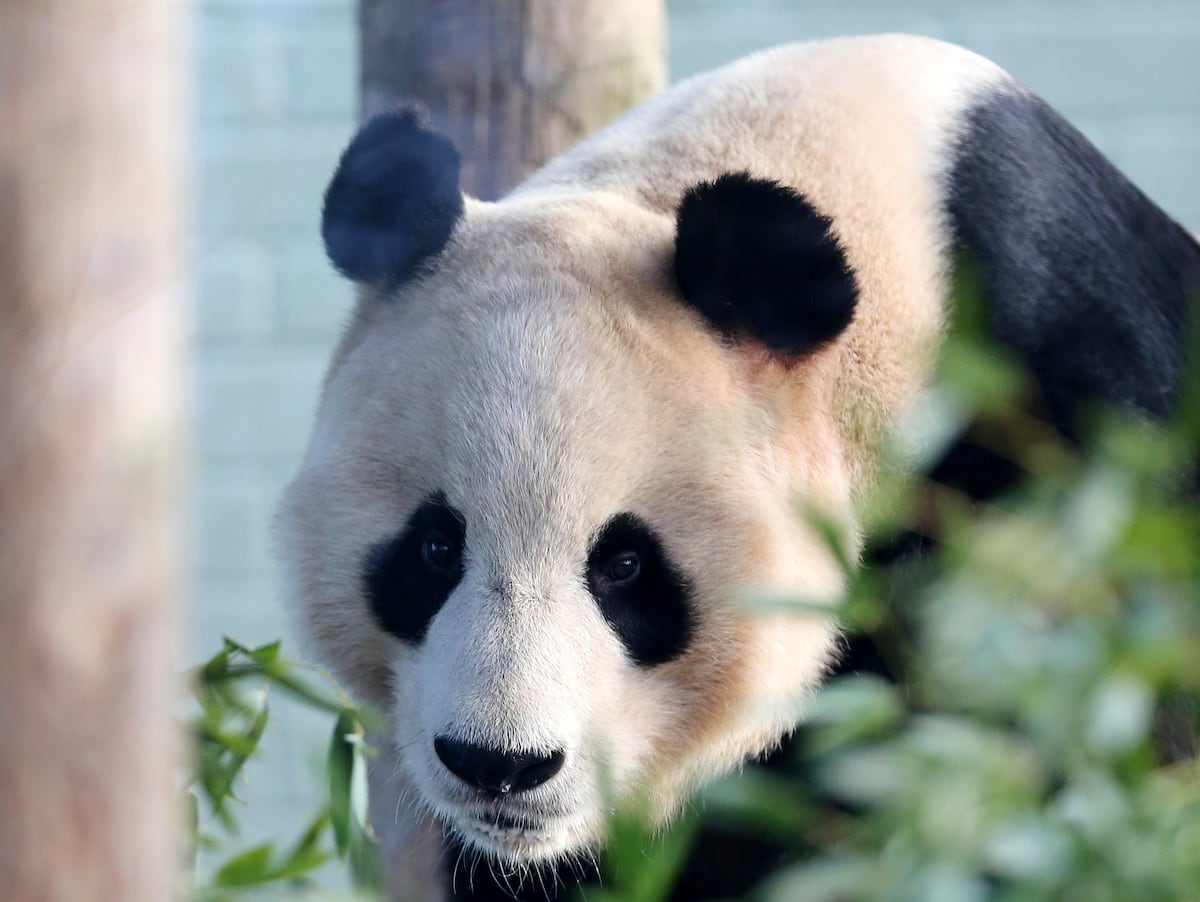 Un panda se electrocuta en zoológico de Gran Bretaña
