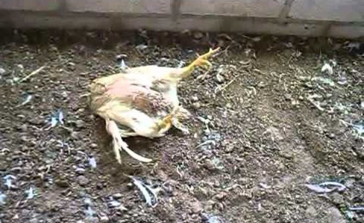 ¡AY, POLLOS! Extraños farachos acaban con las aves en Veraguas