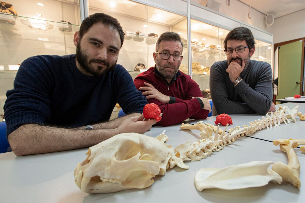 Miracinonyx: el extinto guepardo americano que fue más puma que guepardo