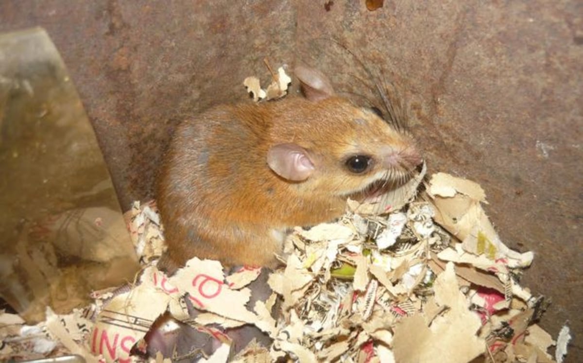 Como prevenir el contagio de hantavirus, Panamá lleva una defunción y varios casos