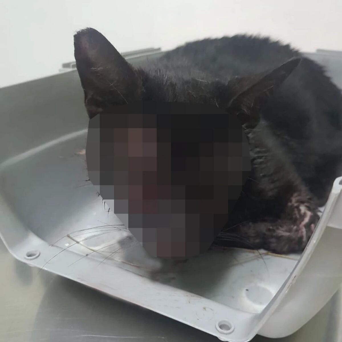 Lo capturan.  A sospechoso de asesinar a gato tras dispararle más de 30 balines en Betania