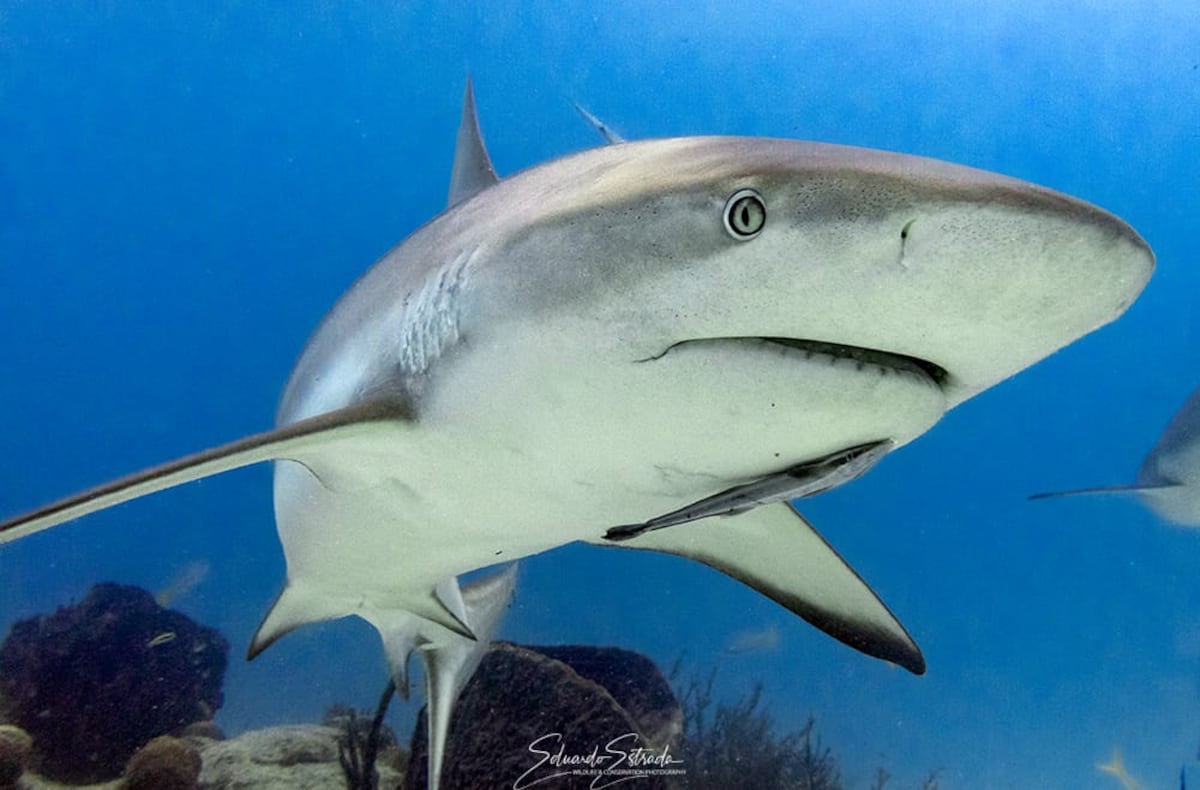 Panamá prohíbe exportaciones de tiburones y rayas desde 2026