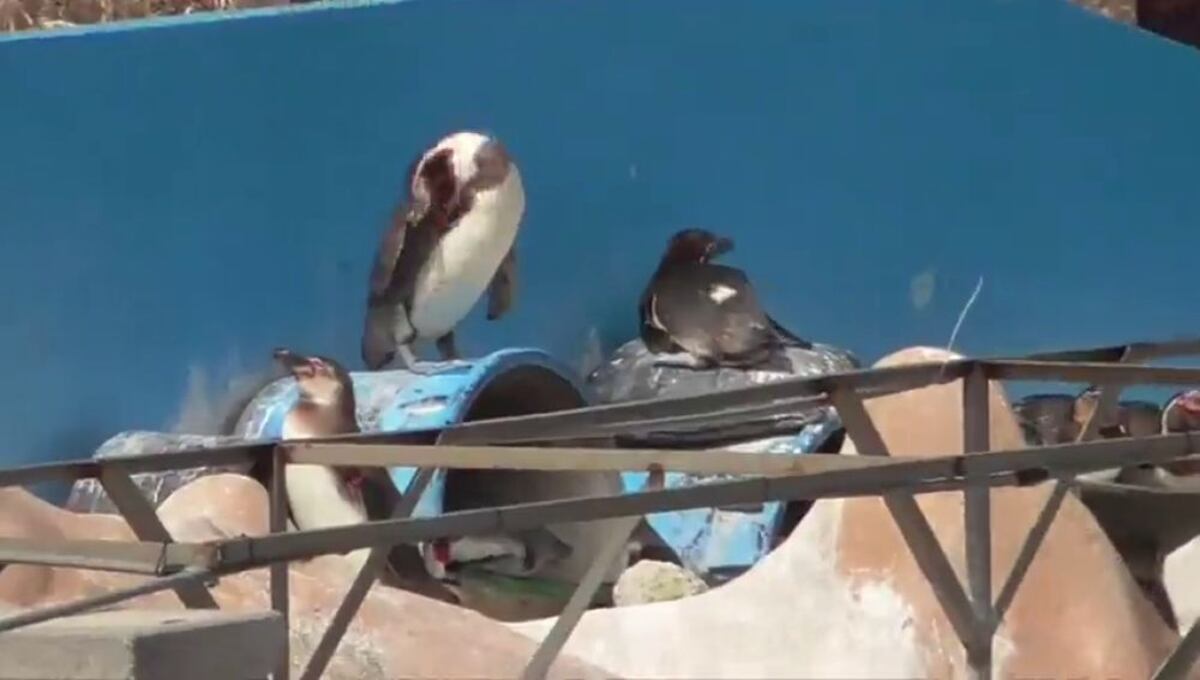 Ante el cierre de acuario abandonan a delfín y pingüinos en alberca