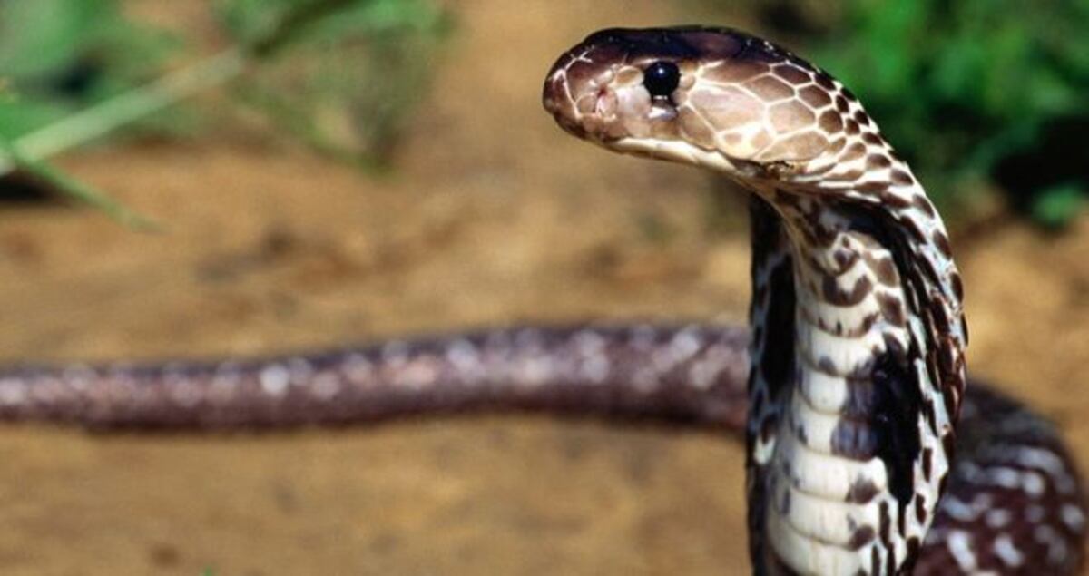 La terrible sorpresa que se llevó al encontrar una serpiente en su inodoro 