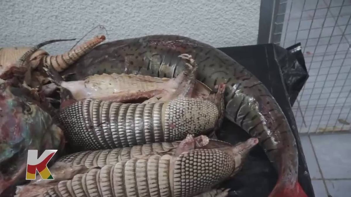 Los riesgos de comer ‘carne de monte’