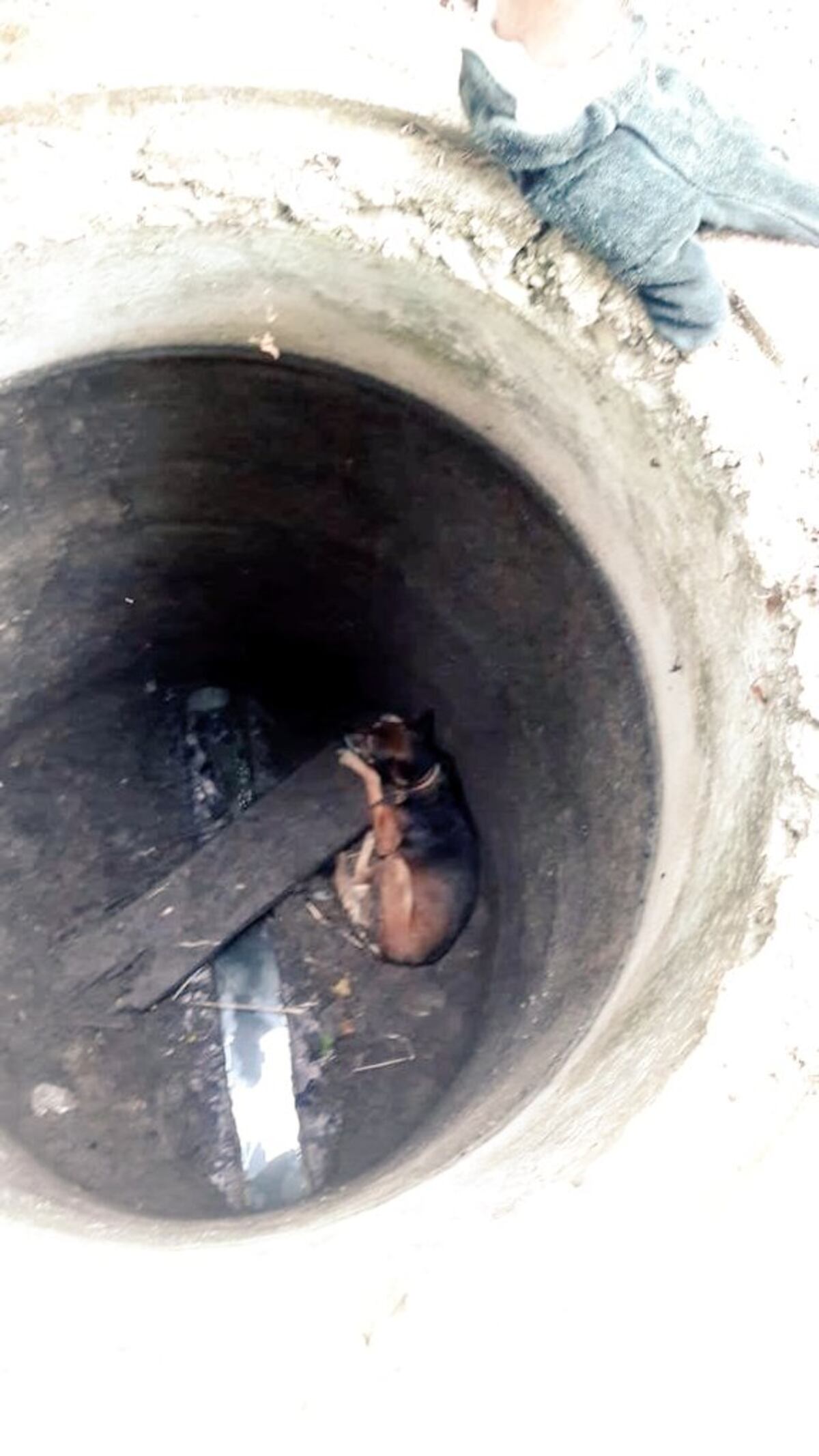 Salvando a los que no tienen voz